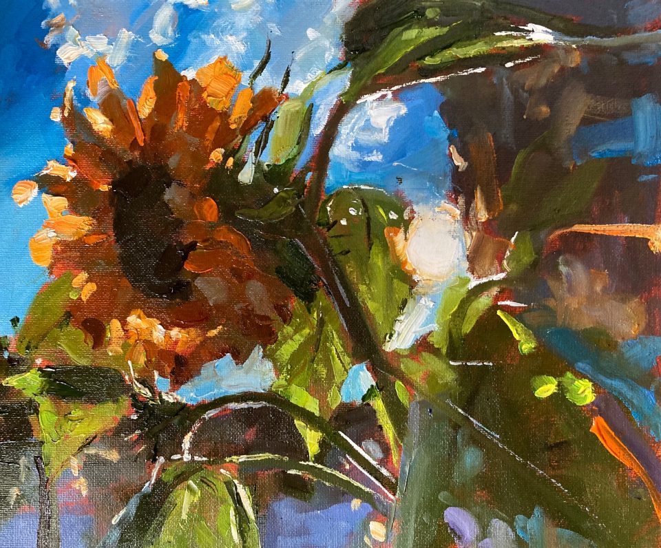Evening Sunflower