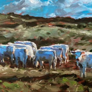 Herd Community Godrevy