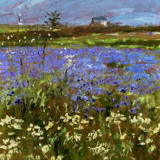 Phacelia Perranuthnoe