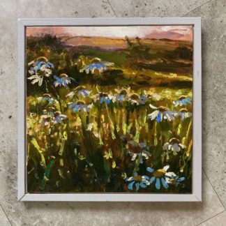 West Cornwall Daisies