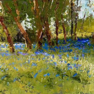 Sancreed Bluebells 1